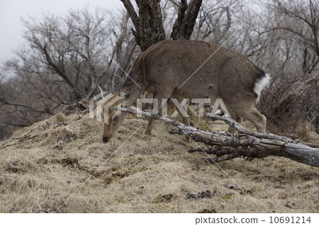 Tanzawa Mountains Tonodake Mountain top deer Tanzawa Mountains Tonodake Mountain top deer 10691214