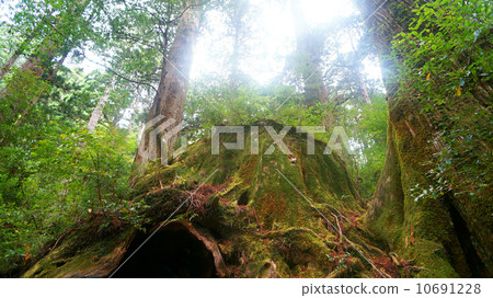 World natural heritage Yakushima Wilson shares 10691228