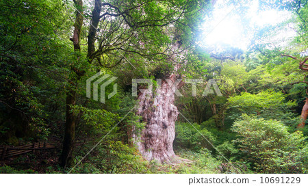 World Natural Heritage Yakushima Jomon cedar 10691229