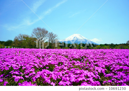 富士山和蘑菇 10691230