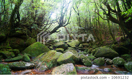 World Natural Heritage Yakushima Mononokeiromori Shiratani Kumoi Gorge 10691232