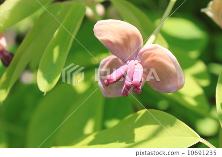 Akebi flower (female flower) 10691235