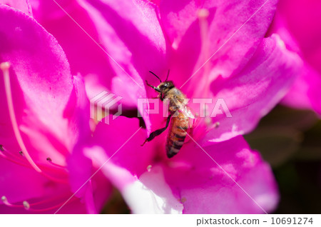 Honeybee collecting azaleas' honey Honeybee collecting azaleas' honey 10691274