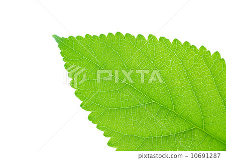 leaf leaf 10691287