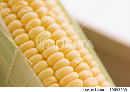 Corn up Corn up 10691289