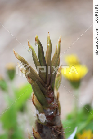 Tortoise bamboo 10691591