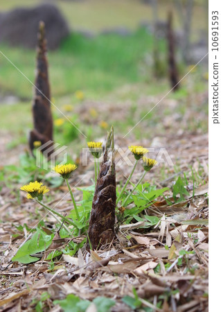 Bamboo shoot and dandelion 10691593