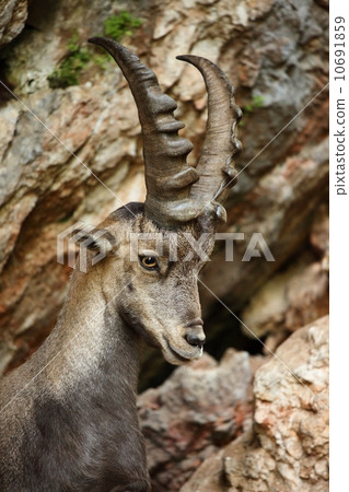 Alpine Ibex 10691859
