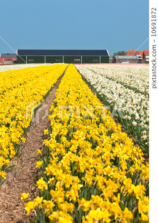 Yellow narcissus field in Holland 10691872