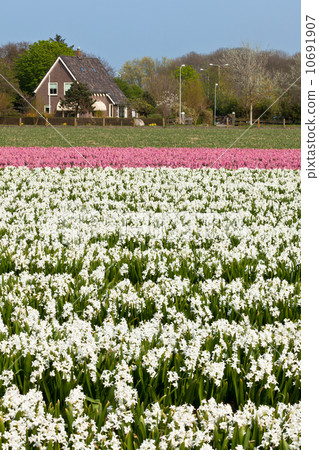 Hyacinth field in Holland Hyacinth field in Holland 10691907