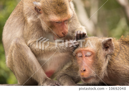 Two monkeys (long-tailed macaque) grooming one another. Two monkeys (long-tailed macaque) grooming one another. 10692048