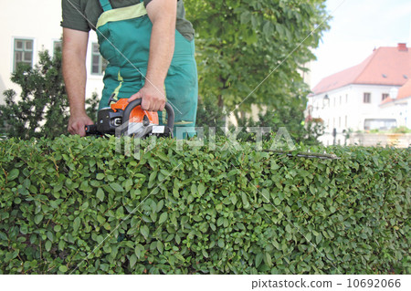 Man trimming hedge_2 10692066