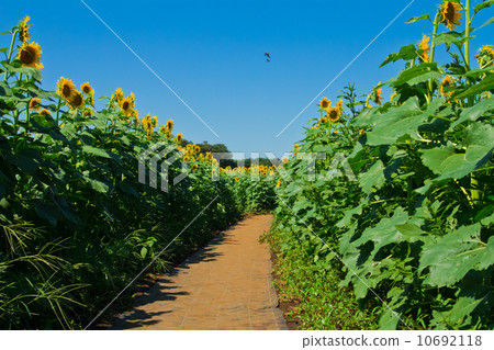 Sunflower field 10692118