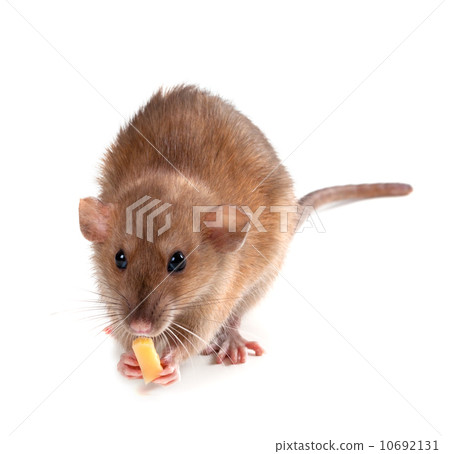 Fancy rat (Rattus norvegicus) eating piece of cheese 10692131