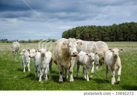 Cows on the go in a green pastureland 10692272