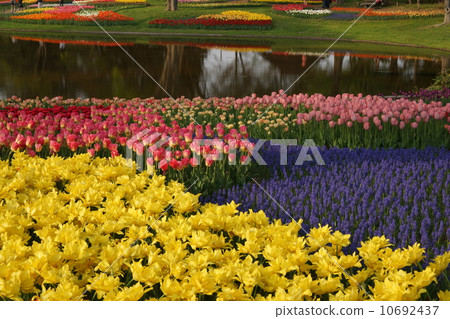 Flowers and ponds 10692437