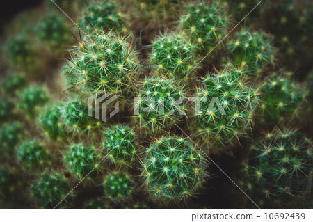 Cactus 10692439