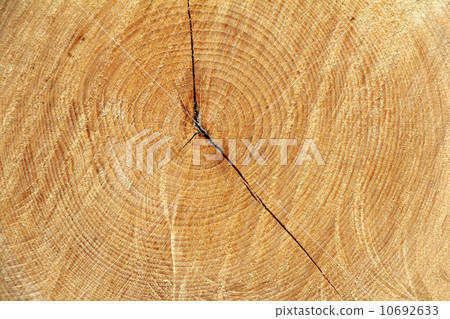 Cross section tree 10692633