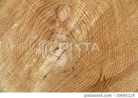 Cross section wood 10693129