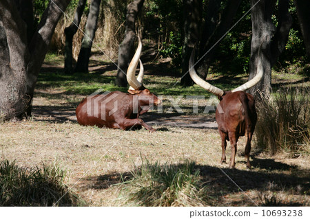 Ankole Longhorn Cattle/Ankole cow with huge horns 10693238