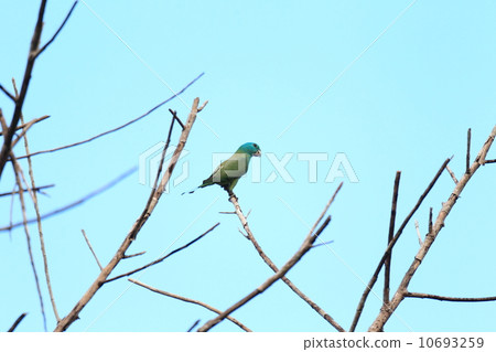 巴拉望桃鸚鵡 10693259