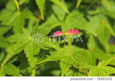 Iohamomiji種子和早晨露水 10693302