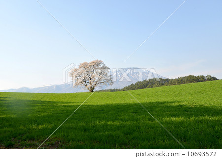 Meadow Meadow 10693572