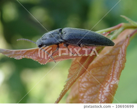 Beetle beetle (sideways) 10693699