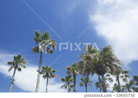Blue sky and palm tree Blue sky and palm tree 10693730