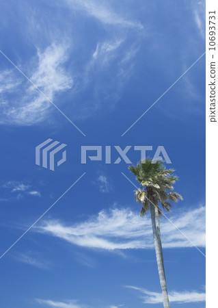 Blue sky and palm tree Blue sky and palm tree 10693731