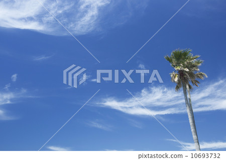 Blue sky and palm tree Blue sky and palm tree 10693732