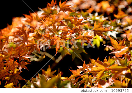 Autumn leaves 10693735