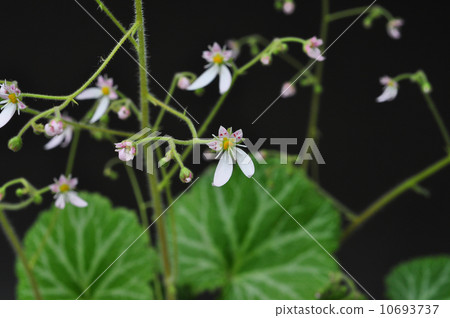 Yukinoshita 10693737