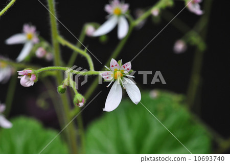 Yukinoshita 10693740