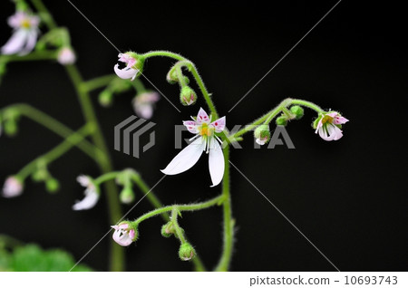 Yukinoshita Yukinoshita 10693743