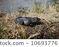 Bullfrog 10693776
