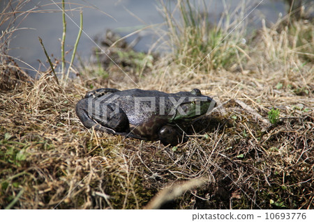 Bullfrog Bullfrog 10693776