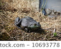 Bullfrog 10693778