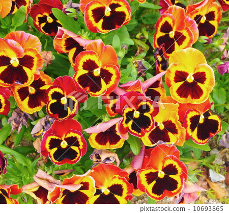 Viola violet family Viola violet family 10693865