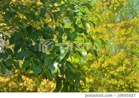 Tree · Forsytid moth family 10693887