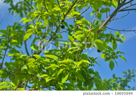 Tree · Alder Branch 10693894