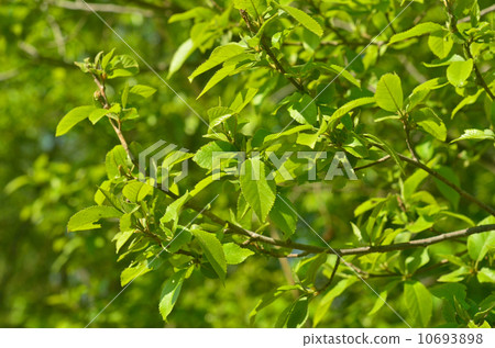 Tree · Alder Branch Tree · Alder Branch 10693898