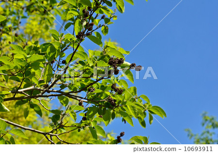 樹·榿木分支 10693911