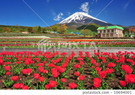 鬱金香和富士山 鬱金香和富士山 10694001