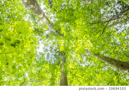 Image of forest bath 10694193