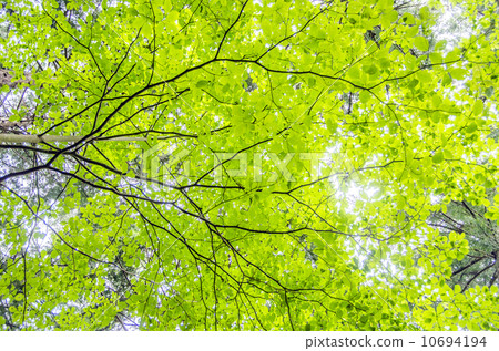 森林浴圖像2 10694194