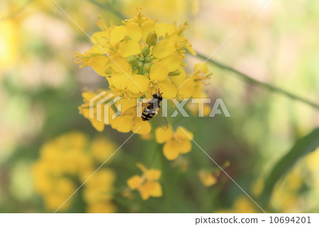 Rape flowers and bees Rape flowers and bees 10694201