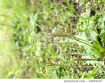 Psyllium 10694247
