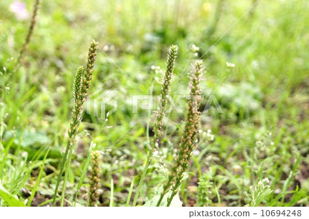 Psyllium 10694248