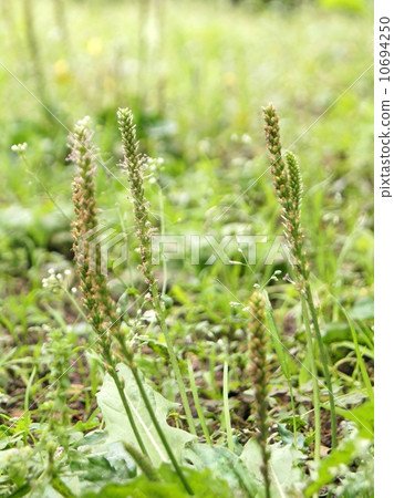 Psyllium 10694250